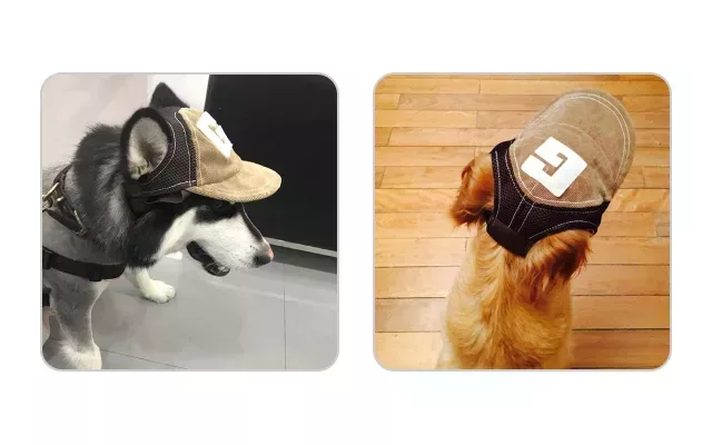 dog hat, dog baseball cap, dog hats with ear holes, baseball cap for dogs, pet hat