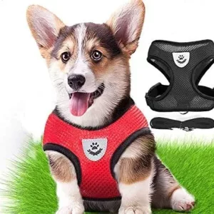 Harnais Gilet Respirant Avec Laisse Pour Chiots et Petits Chiens
