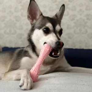 Reçu le jouet à mâcher pour nettoyage des dents pour chien du client T***e.
