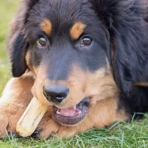 dog wooden toy, dog wood chew