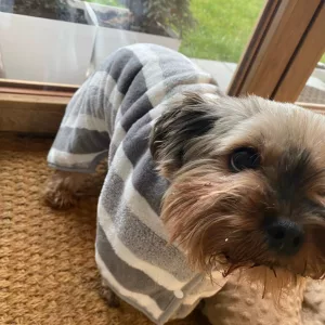 Peignoir de bain pour chien reçu de la part du client H***h.