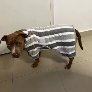 Peignoir de bain pour chien absorbant reçu de la part du client M****y.