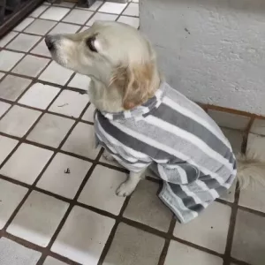 Peignoir de bain pour chien absorbant reçu de la part du client B****e.