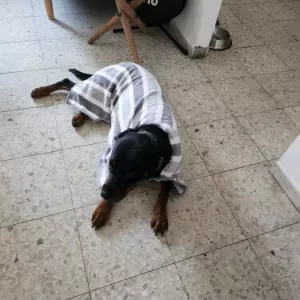 Peignoir de bain pour chien absorbant reçu de notre client V********p.