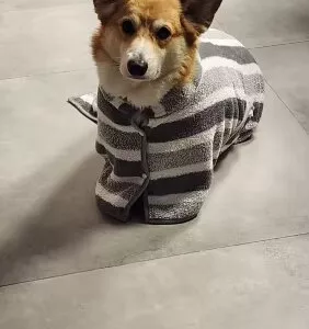 Peignoir de bain pour chien absorbant reçu de la cliente E***a.
