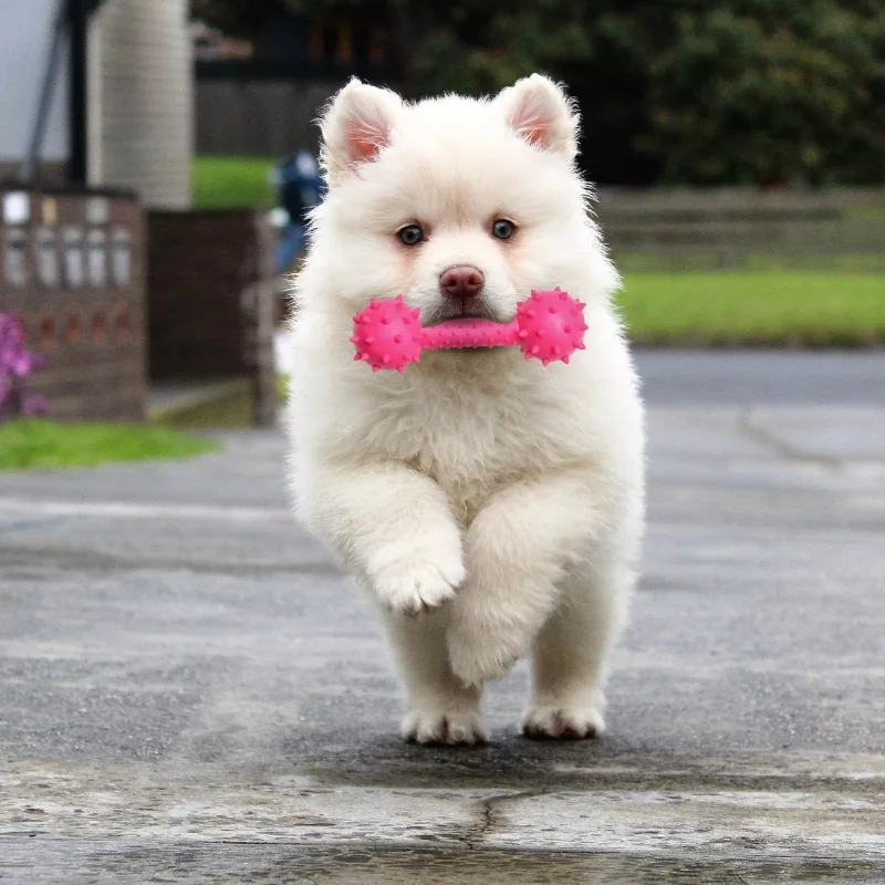 dog chew toy, rubber dog toy, dog squeaky toy, dumbbell dog toy
