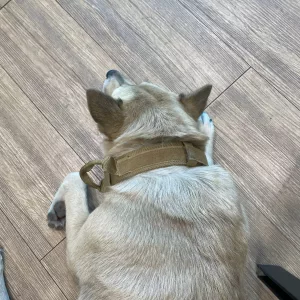 Reçu Collier pour chien avec poignée et porte-AirTag tactique de la part du client V*****a.