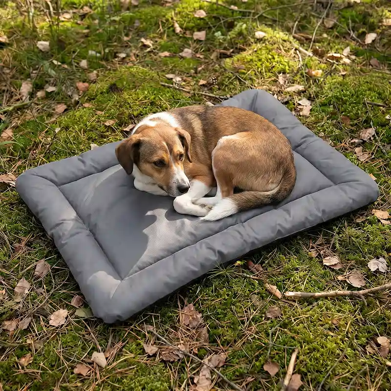 dog cushion