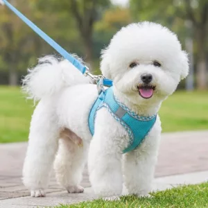 Ensemble harnais gilet réfléchissant anti-traction mignon pour chien avec laisse