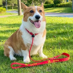 dog collar and leash set, slip lead leash, dog leads to stop pulling