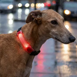 glow in the dark dog collar, dog light up collar, luminous dog collar, led light up dog collar