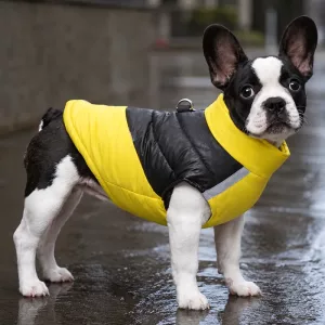 Veste sans manches imperméable et élégante en coton pour chien avec anneau en D