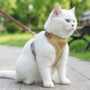 Ensemble harnais et laisse rembourrés respirants mignons pour chat