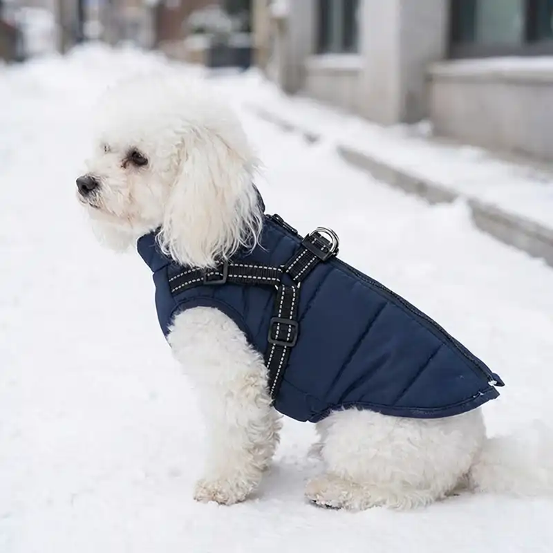 dog jacket