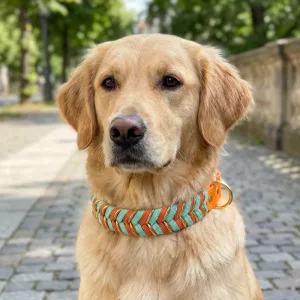 dog collar